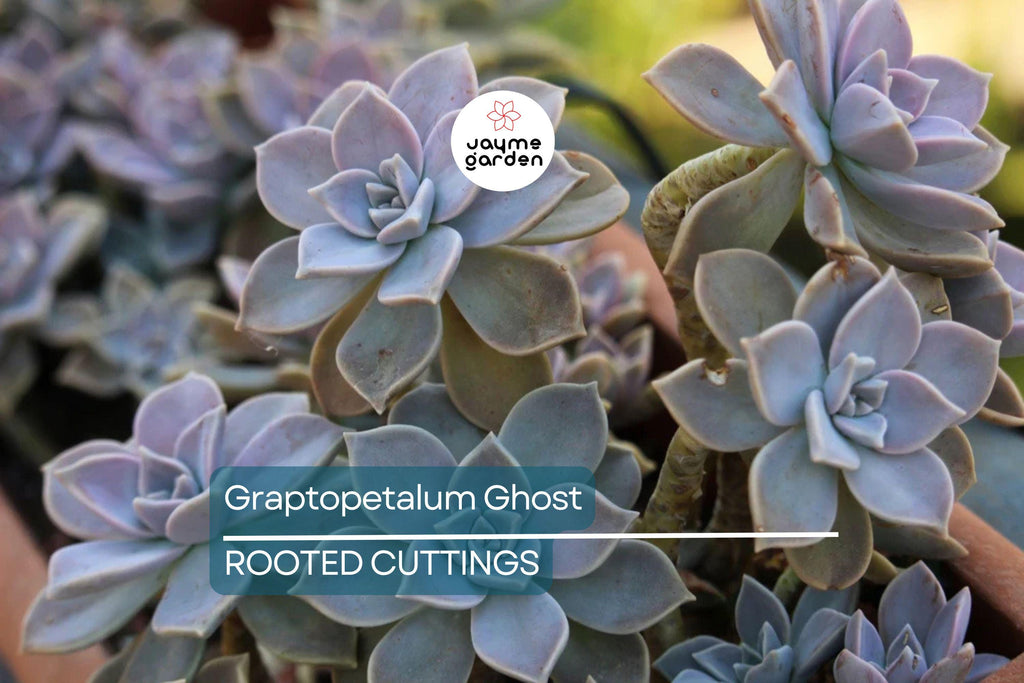 Graptopetalum Ghost Plant 4"-6" Fresh Healthy Rooted Succulent - Graptosedum Paraguayense
