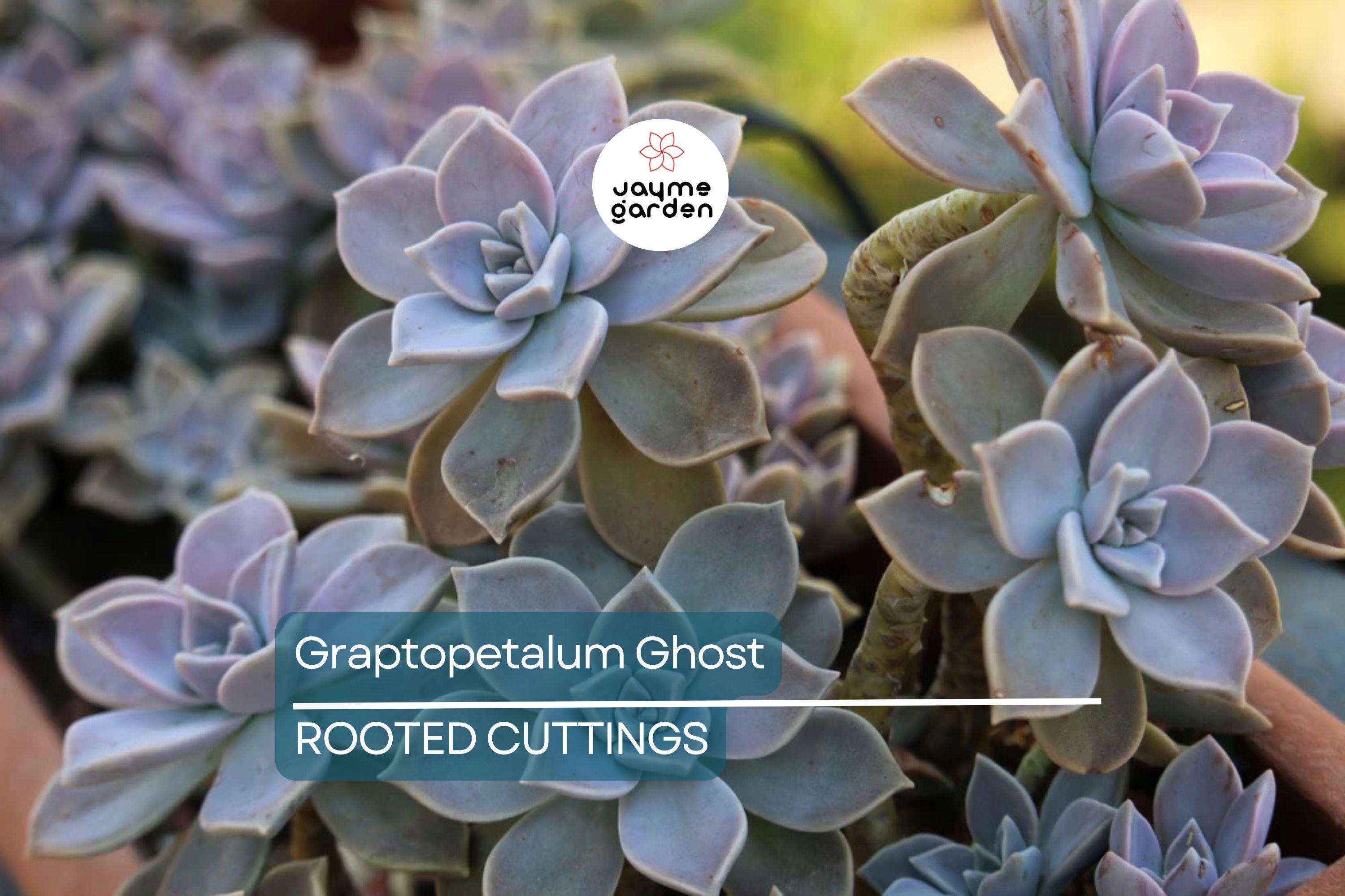 Graptopetalum Ghost Plant 4"-6" Fresh Healthy Rooted Succulent - Graptosedum Paraguayense