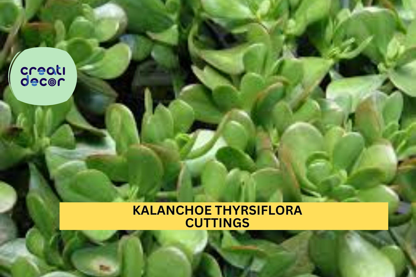 1 Kalanchoe thyrsiflora Cutting | Paddle Plant Flapjacks Succulent | 12" Unrooted Leafy Stem | Bold Rosette Indoor Starter