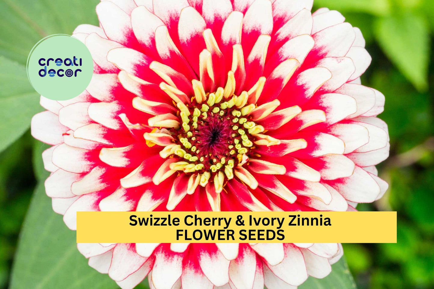 100+ Swizzle Cherry & Ivory Zinnia Seeds – Bi-Color Compact Blooms for Garden Planting, Bright Summer Annuals for Beds and Pots – USA