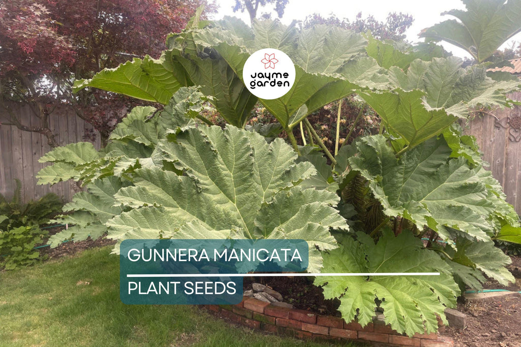 25 Gunnera Manicata Seeds - "Dinosaur Food" Giant Hardy Plant, Prehistoric, Rare, Architectural Herbaceous