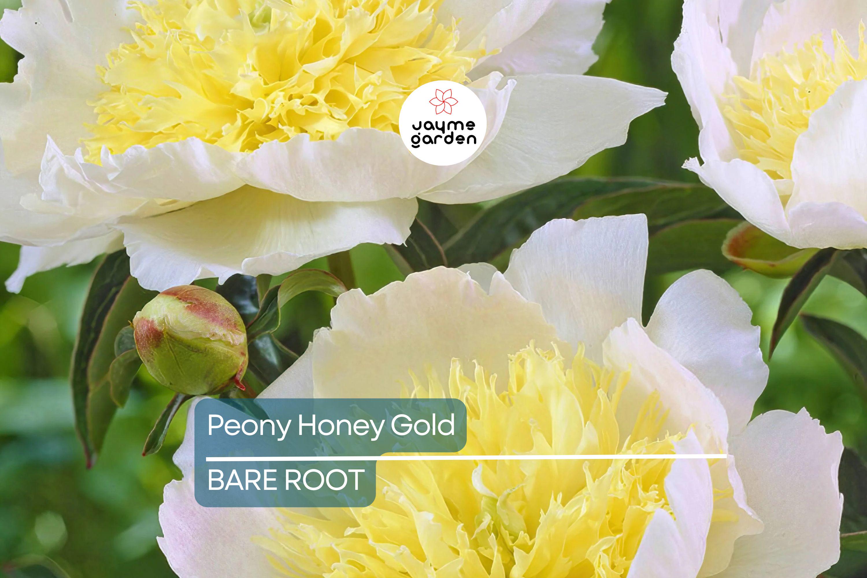Peony Honey Gold | Bare Root | 2+ Eyes | Fragrant White & Gold Blooms | Perennial for Zones 3-8 | Stunning Mid-Spring Flowers