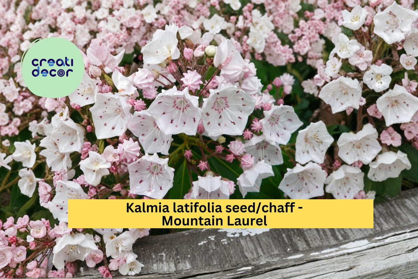 Mountain Laurel Seeds Kalmia latifolia 100 Count Native Evergreen Flowering Shrub Garden Plant Seeds