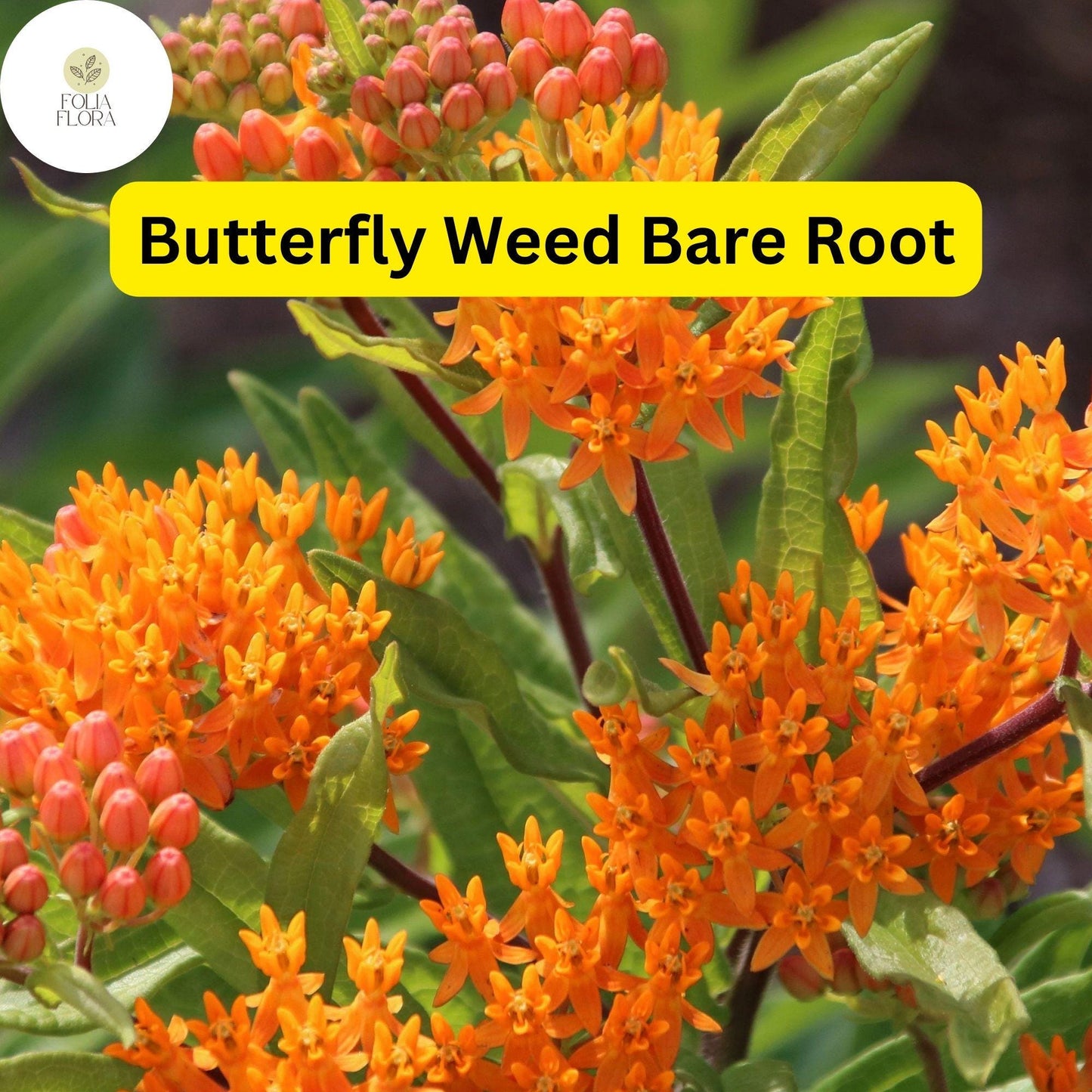 10 Butterfly Weed Plants, Asclepias tuberosa, Bare Root Perennials, Monarch Host & Pollinator-Friendly