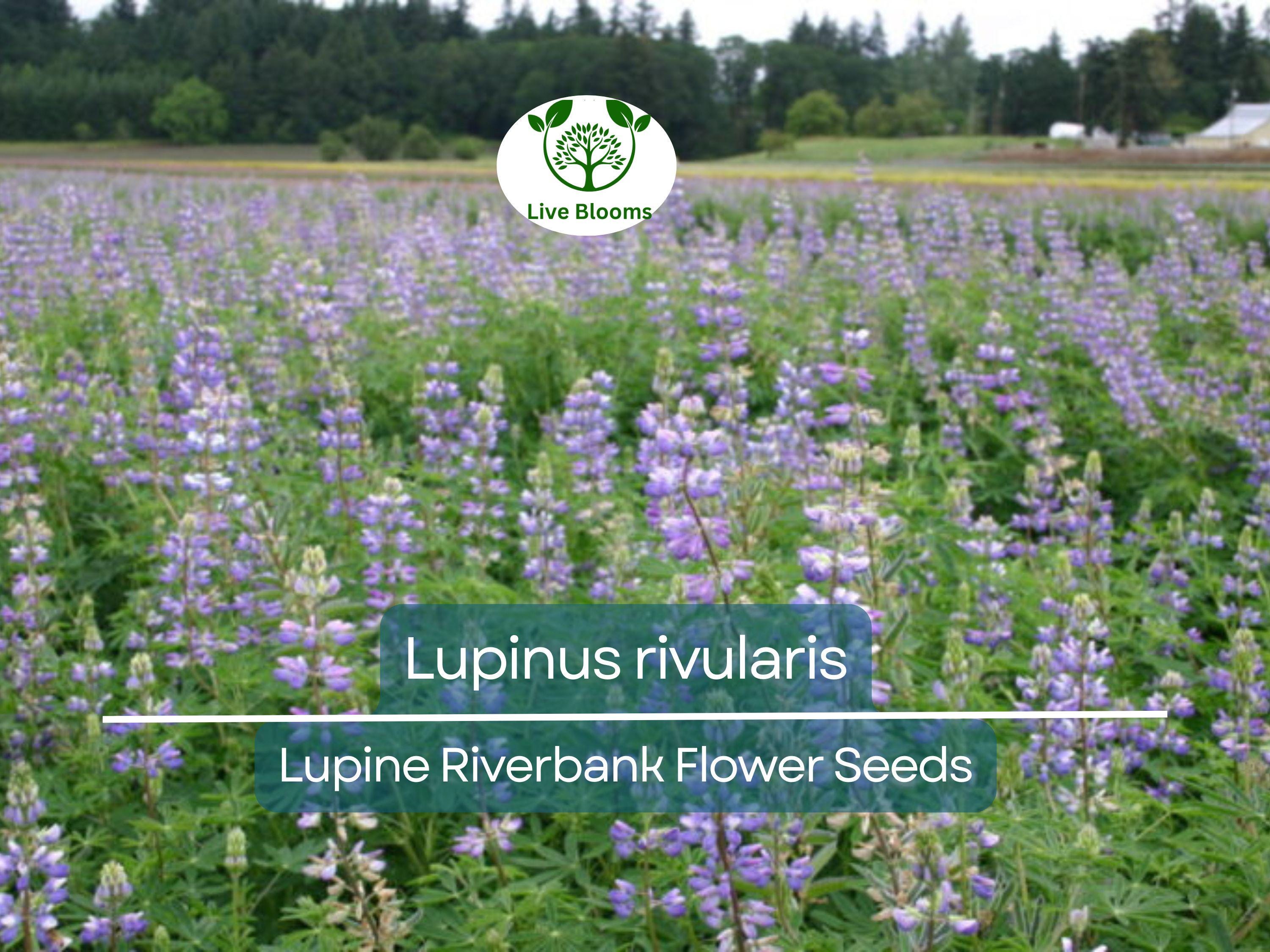 15 Seeds Lupine Riverbank for Planting – Lupinus rivularis, Perennial Flower, Blue Blooms, Attracts Pollinators, Hardy for Garden Borders
