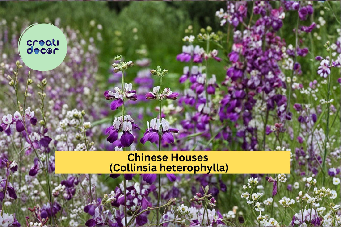 Chinese Houses Seeds Collinsia heterophylla 100 Count Colorful Spring Wildflower Garden Plant Seeds