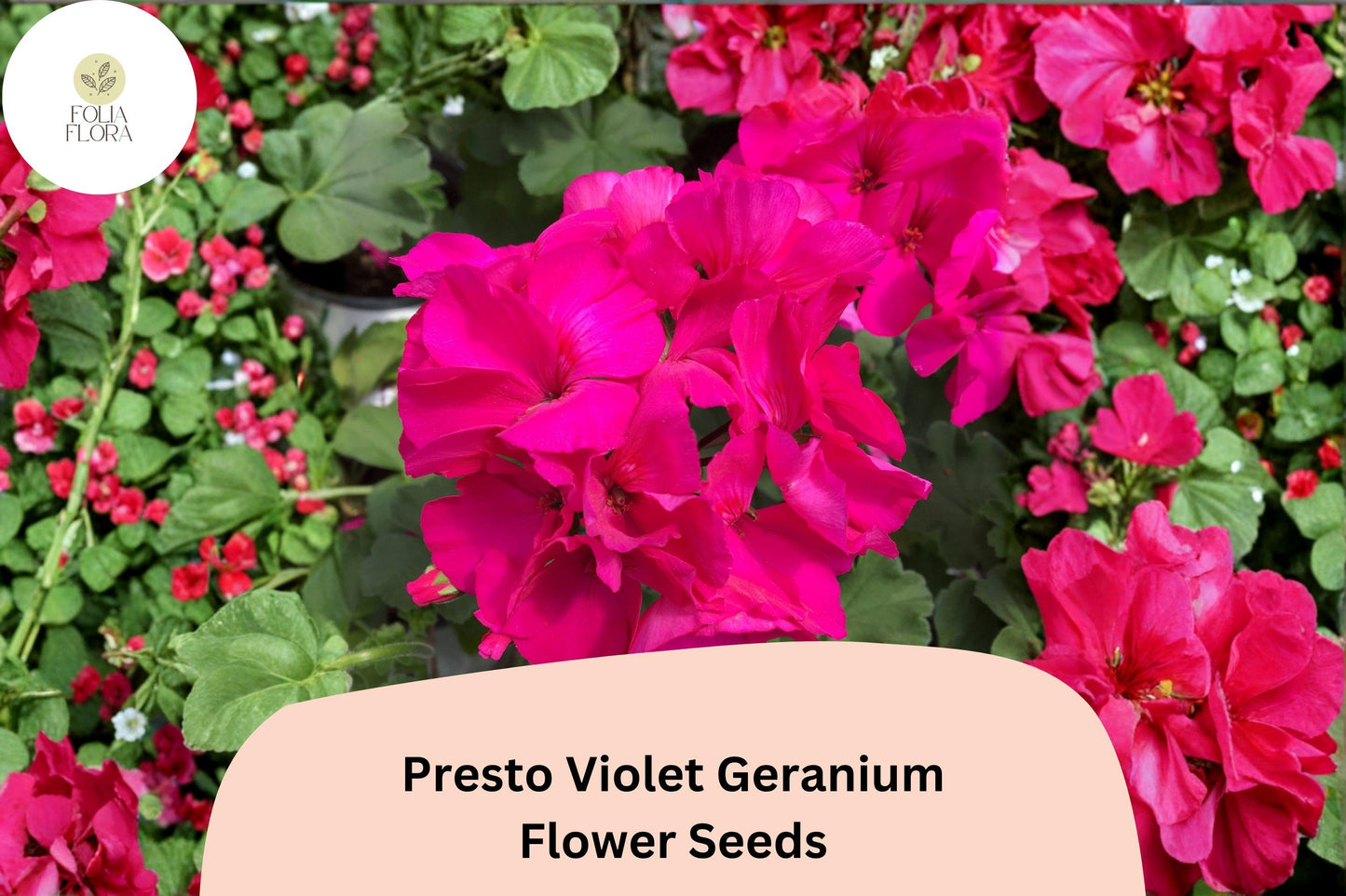 25+ Presto Violet Geranium Seeds | Compact Zonal Geranium | Violet Blooms for Pots, Borders & Garden Beds