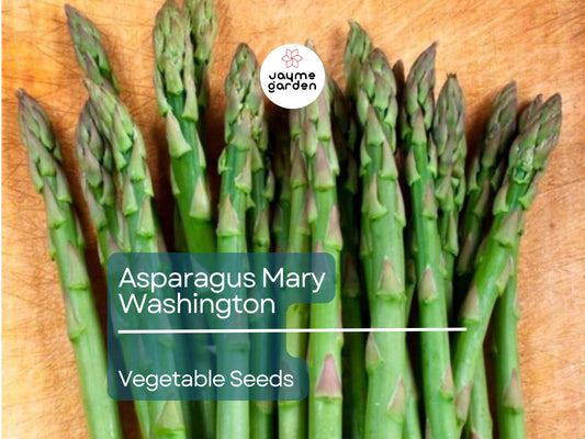 Asparagus Mary Washington 1 Gram Seeds - Heirloom Non-GMO Variety for Perennial Vegetable Gardening - Tender & Delicious Stalks