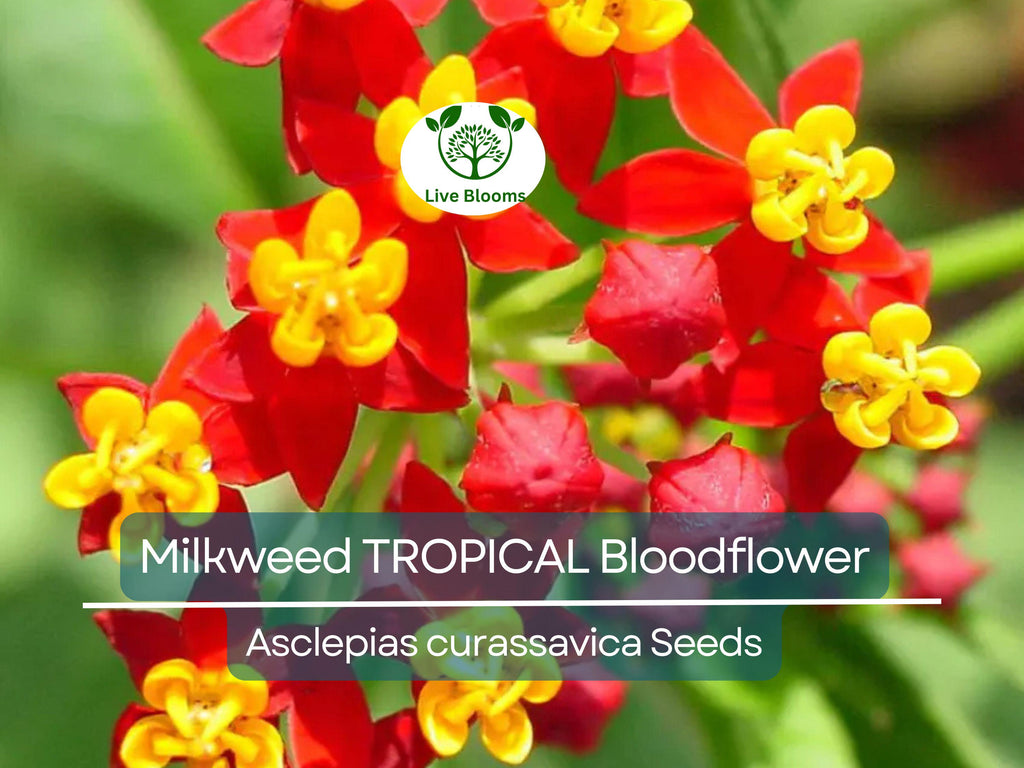 100 Seeds Milkweed TROPICAL Bloodflower (Asclepias curassavica), Monarch Butterfly Host Plant, Attracts Pollinators, Non-GMO, Vibrant Flower