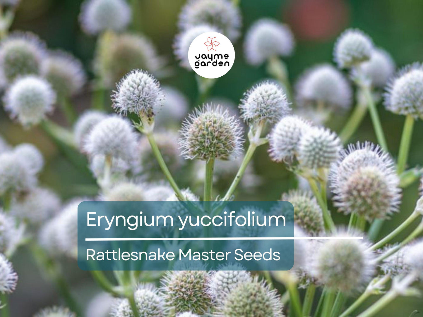 250 Seeds Eryngium Yuccifolium | Rattlesnake Master Seeds for Planting | Unique Spiky Flower | Drought-Tolerant Native Perennial