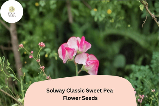 50+ Solway Classic Semi-Dwarf Sweet Pea Seeds | Soft Pastel Compact Climbing Flowers for Garden