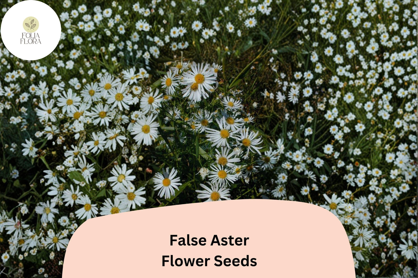 500 False Aster Seeds | Boltonia asteroides | Native White Wildflower