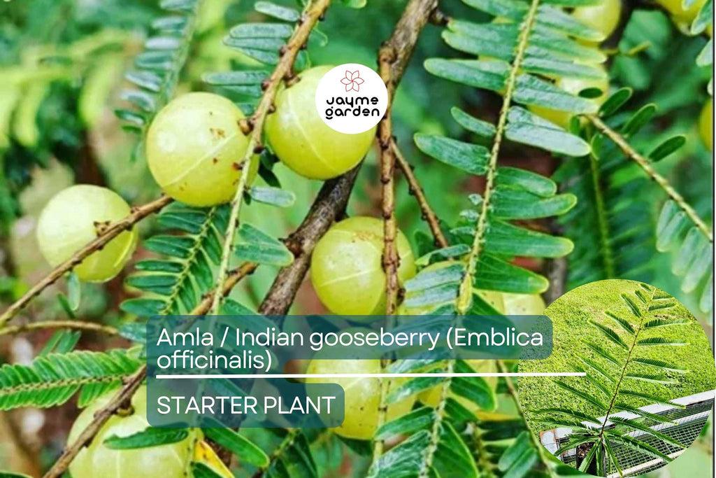 Amla Tree / Indian Gooseberry (Emblica officinalis) – Live 12”-24” Tropical Fruit Tree Rich in Nutrients & Ayurvedic Traditions