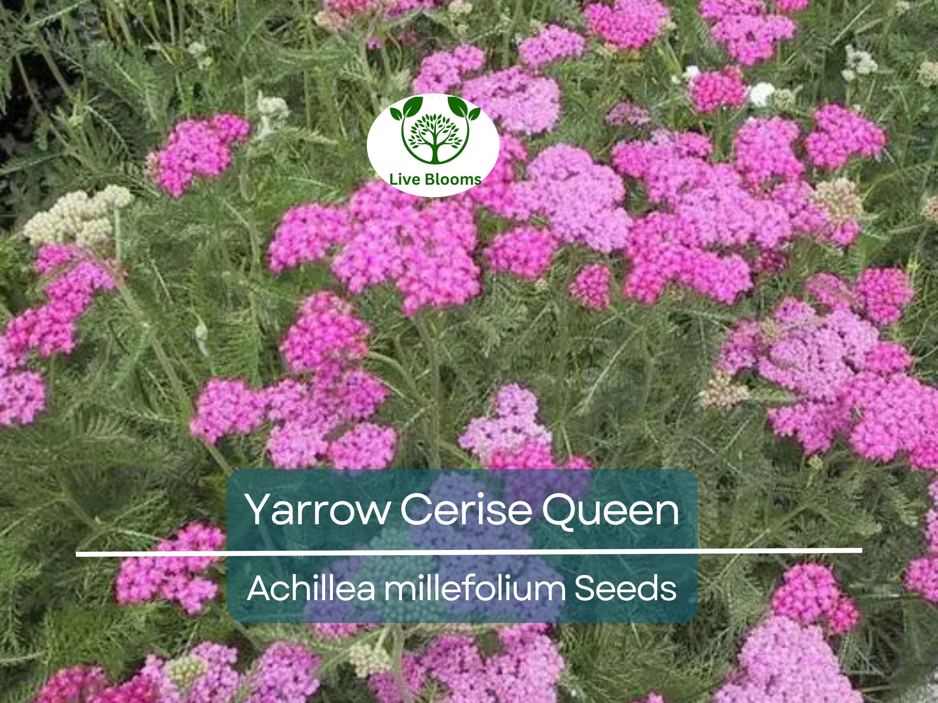 500 Seeds Yarrow Cerise Queen, Perennial 36" Cut Flowers, Pollinator Friendly, Non-GMO, Achillea millefolium, Vibrant Pink Blooms