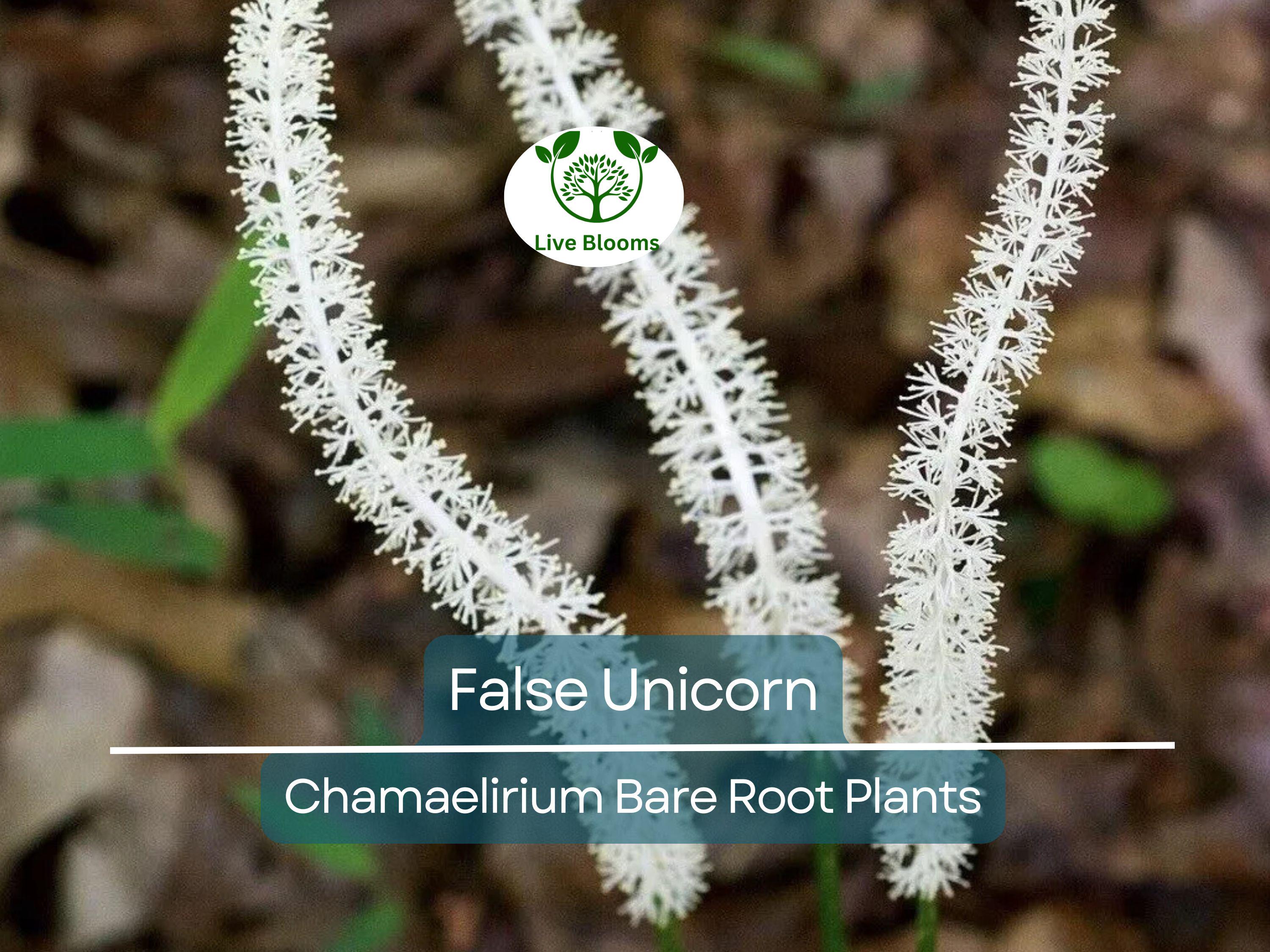 3 False Unicorn Plants – Bare Root Chamaelirium luteum – Native Wildflower for Shade Garden – Rare Woodland Perennial