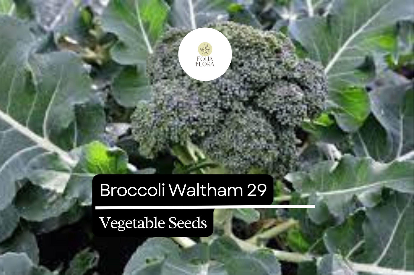 500 Waltham 29 Broccoli Seeds – Brassica oleracea – Heirloom, Cold-Hardy, High-Yield, Sweet & Tender