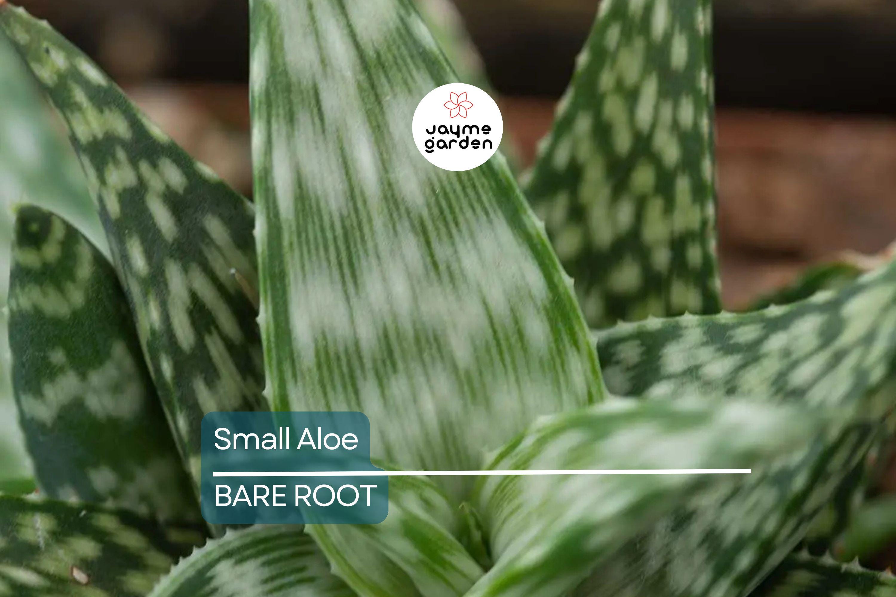 5 Small Aloe Vera Plants - Bare Root Live Plants Ready to Plant - Easy Care Succulent