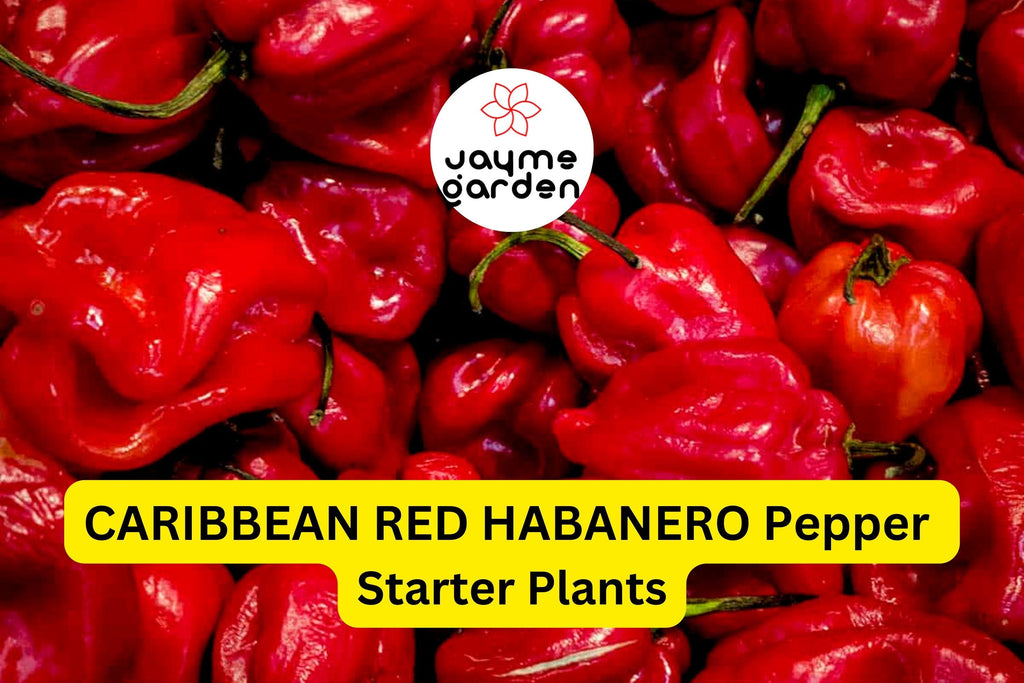 3 Caribbean Red Habanero Starter Plants - Super Hot Pepper - High Yield Chili for Spicy Recipes, Gardens & Container Growing