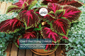 Giant Red Kong Coleus Rooted Plant | Vibrant Red Foliage | Fast Shipping | Live Flower
