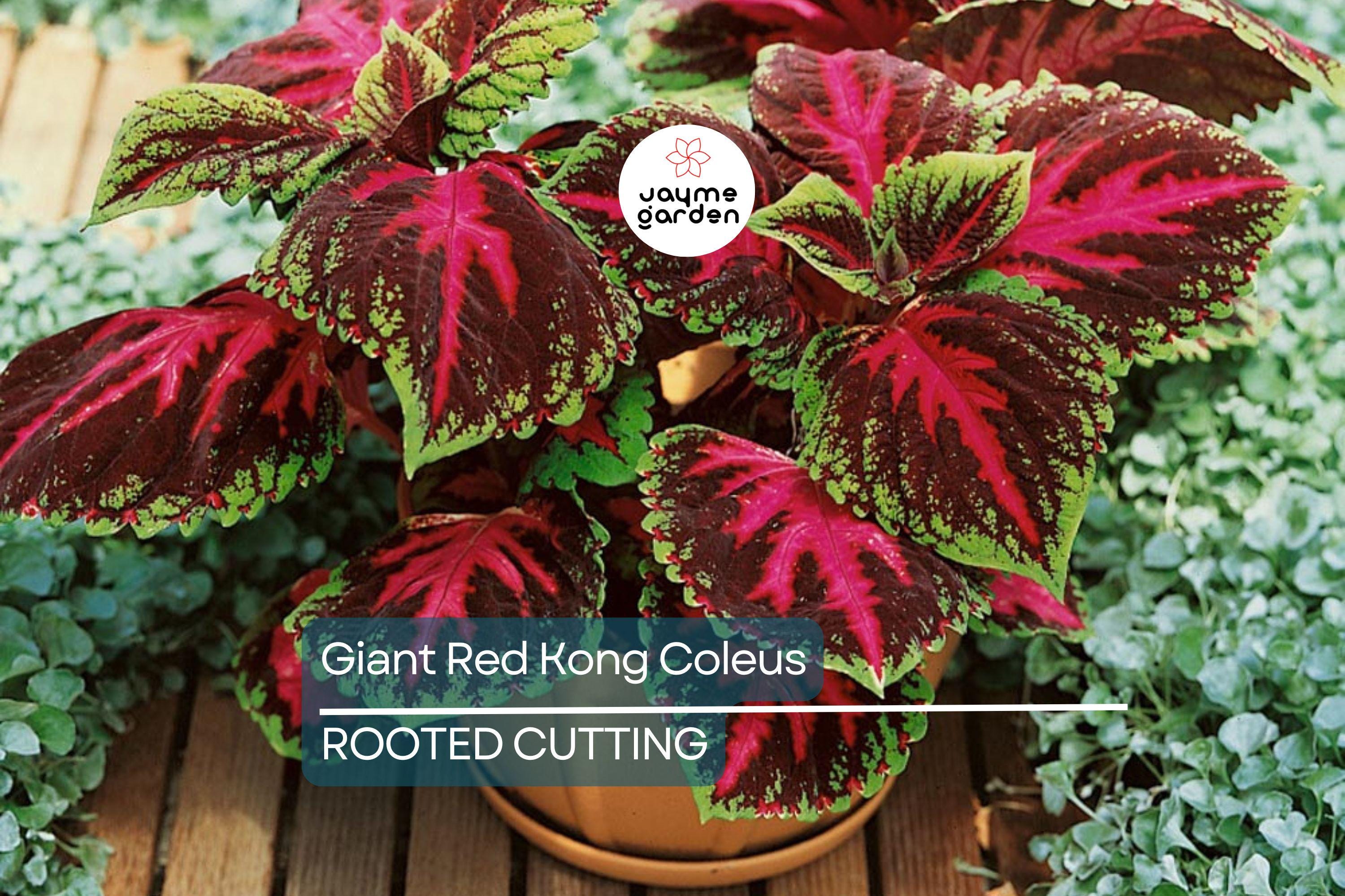 Giant Red Kong Coleus Rooted Plant | Vibrant Red Foliage | Fast Shipping | Live Flower