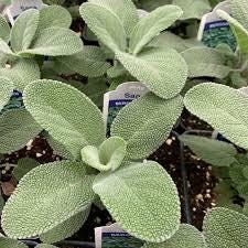 Set of 12 Herb Seeds – Basil, Dill, Parsley, Thyme, Lavender, Oregano, Cilantro & More – Perfect for Kitchen And Garden Planting – USA