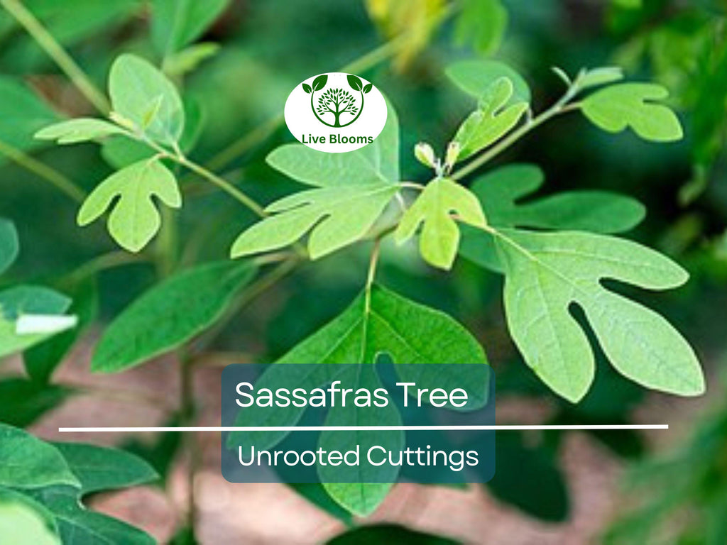 10 Sassafras Cuttings – Fresh Unrooted Edible/Wildlife/Ornamental – Sassafras albidum – Wild Food, Garden Plant