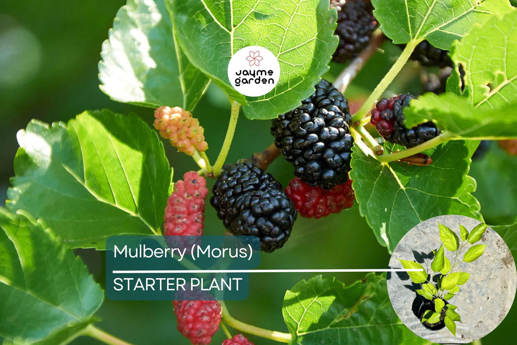 Mulberry Tree 1′-2′ Live Starter Tropical Fruit Tree | Morus | Sweet Berries | Perfect for Gardens | Easy to Grow & Nutritious