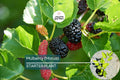 Mulberry Tree 1′-2′ Live Starter Tropical Fruit Tree | Morus | Sweet Berries | Perfect for Gardens | Easy to Grow & Nutritious