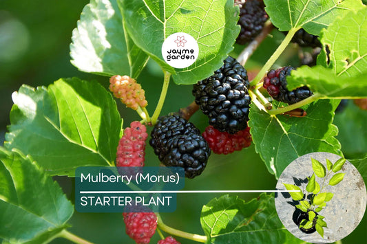 Mulberry Tree 1′-2′ Live Starter Tropical Fruit Tree | Morus | Sweet Berries | Perfect for Gardens | Easy to Grow & Nutritious