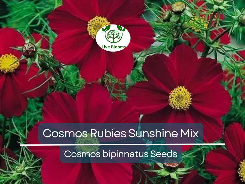 100 Seeds Cosmos Rubies Sunshine Mix, Red, Pale Yellow, Pink Flowers, Pollinators, Butterflies, Non-GMO, Wildflower, Perennial, Garden Plant