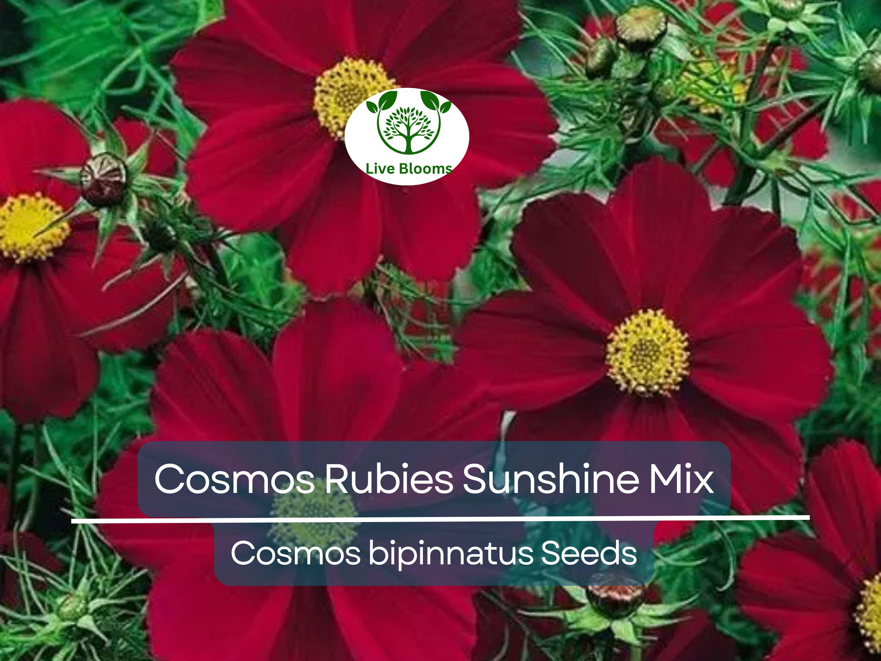 100 Seeds Cosmos Rubies Sunshine Mix, Red, Pale Yellow, Pink Flowers, Pollinators, Butterflies, Non-GMO, Wildflower, Perennial, Garden Plant