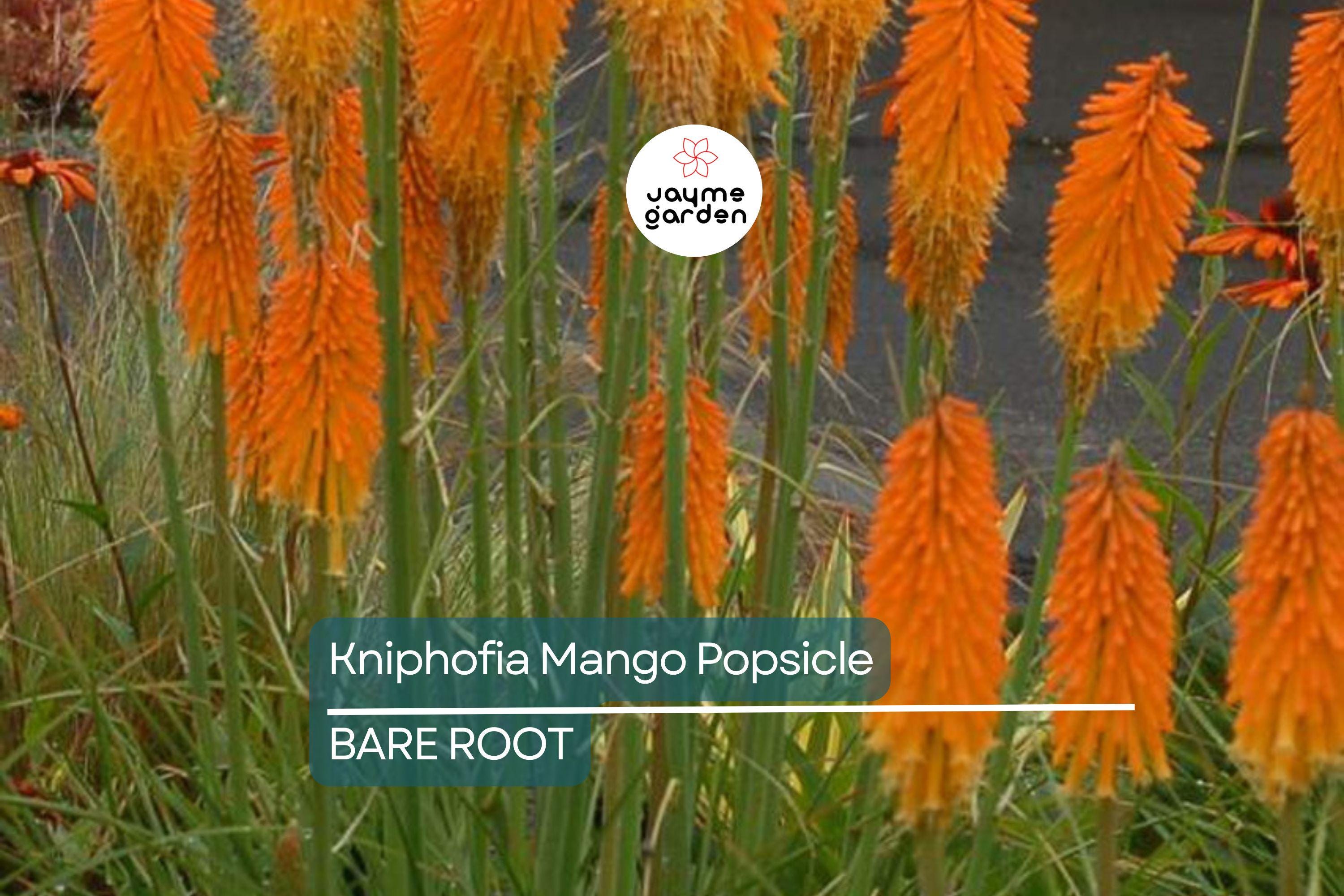 Kniphofia ‘Mango Popsicle’ – 1 Bare Root Hot Poker Plant, Perennial, Drought-Tolerant, Orange Blooms