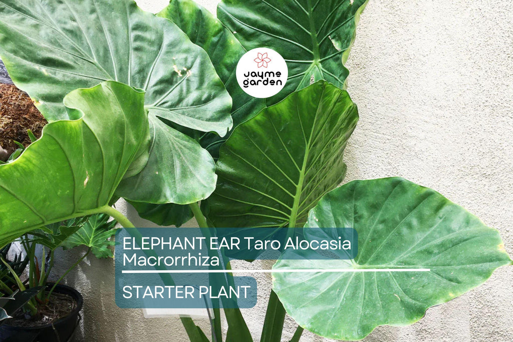 3 Borneo Giant Elephant Ear Seedlings - Alocasia Macrorrhiza - 3-6” Tall, Fast-Growing Tropical Plant