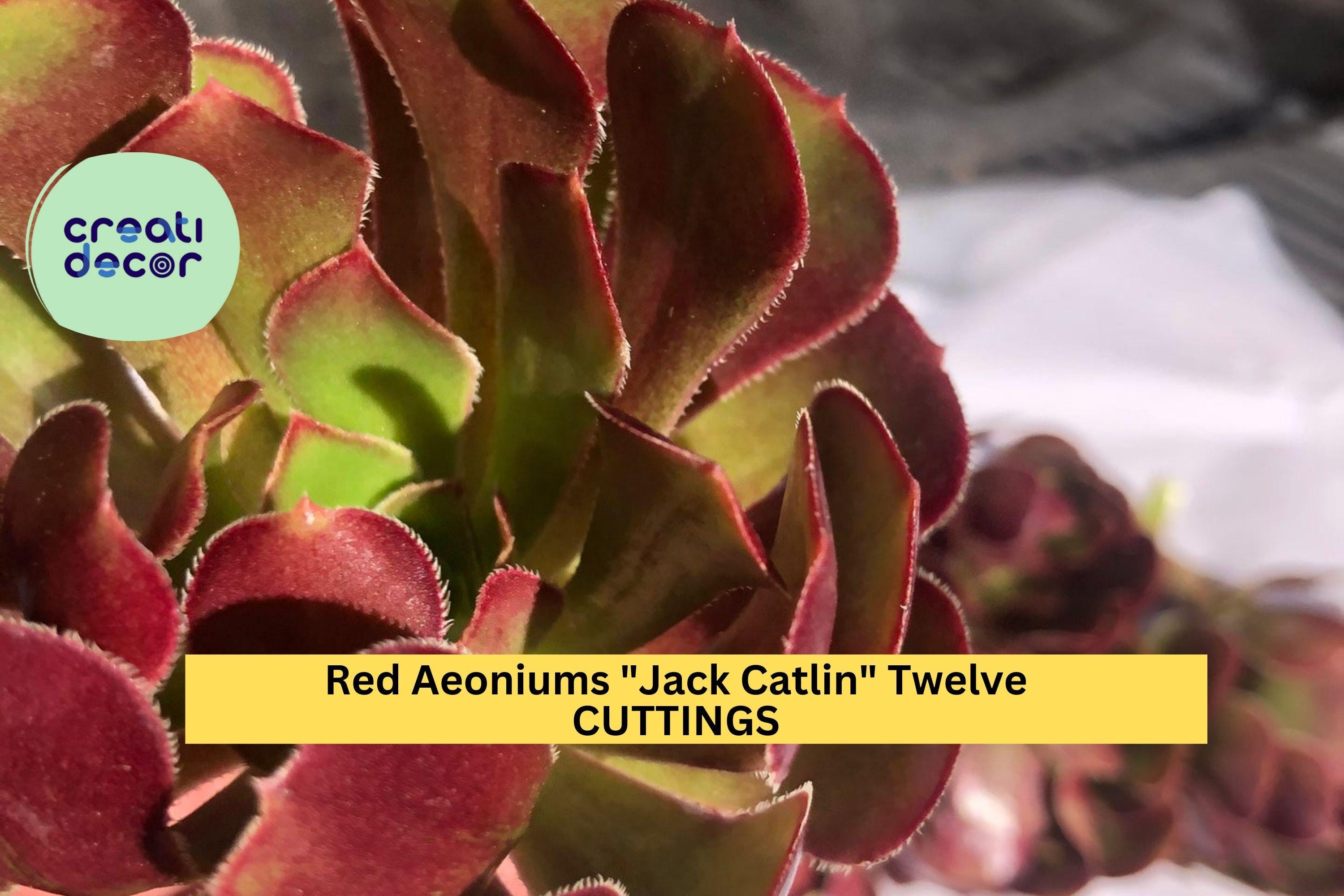 12 Aeonium Jack Catlin Cuttings | Red Rosette Succulent Starter | 6" Tall Unrooted Stems | Bold Foliage for Containers or Beds