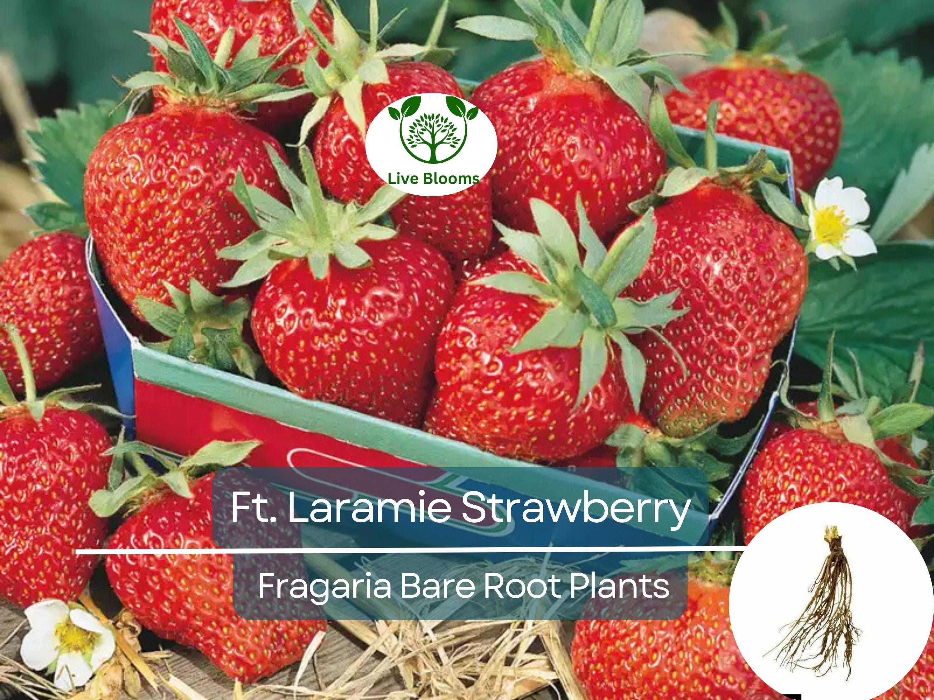 10 Ft. Laramie Strawberry Bare Root Plants - Everbearing, Sweet Heirloom, Fragaria × ananassa, Cold Hardy, Non-GMO Garden Fruit