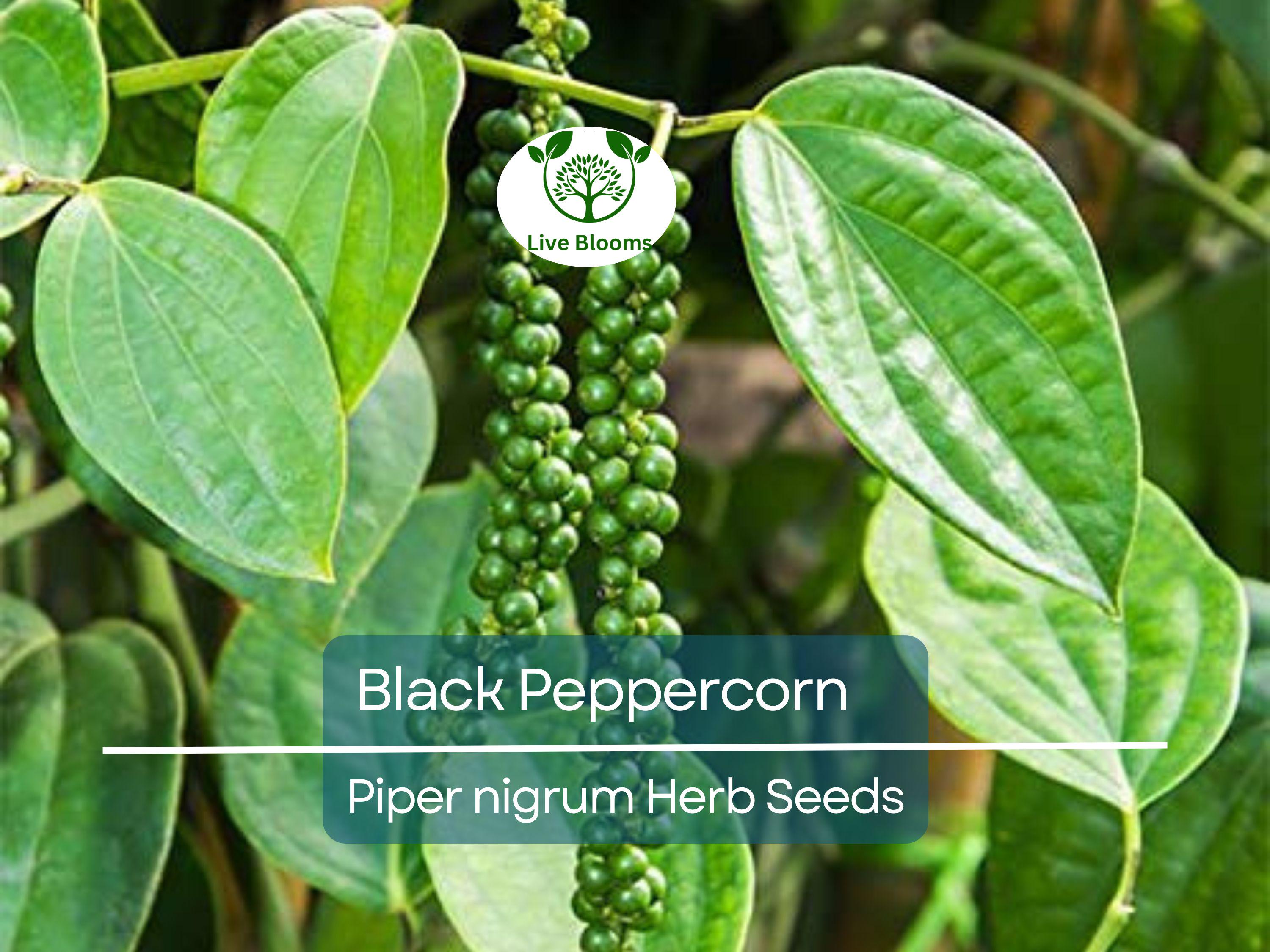 20 Black Peppercorn Seeds (Piper nigrum), Vine, Spice Plant, Fresh Peppercorns, Indoor Garden, Cooking Spice, Aromatic Herb, Garden Starter