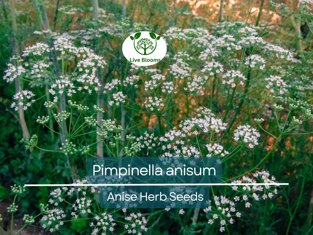 250 mg Seeds Anise – Pimpinella anisum Herb for Planting | Aromatic Spice for Cooking, Teas, and Garden Growth