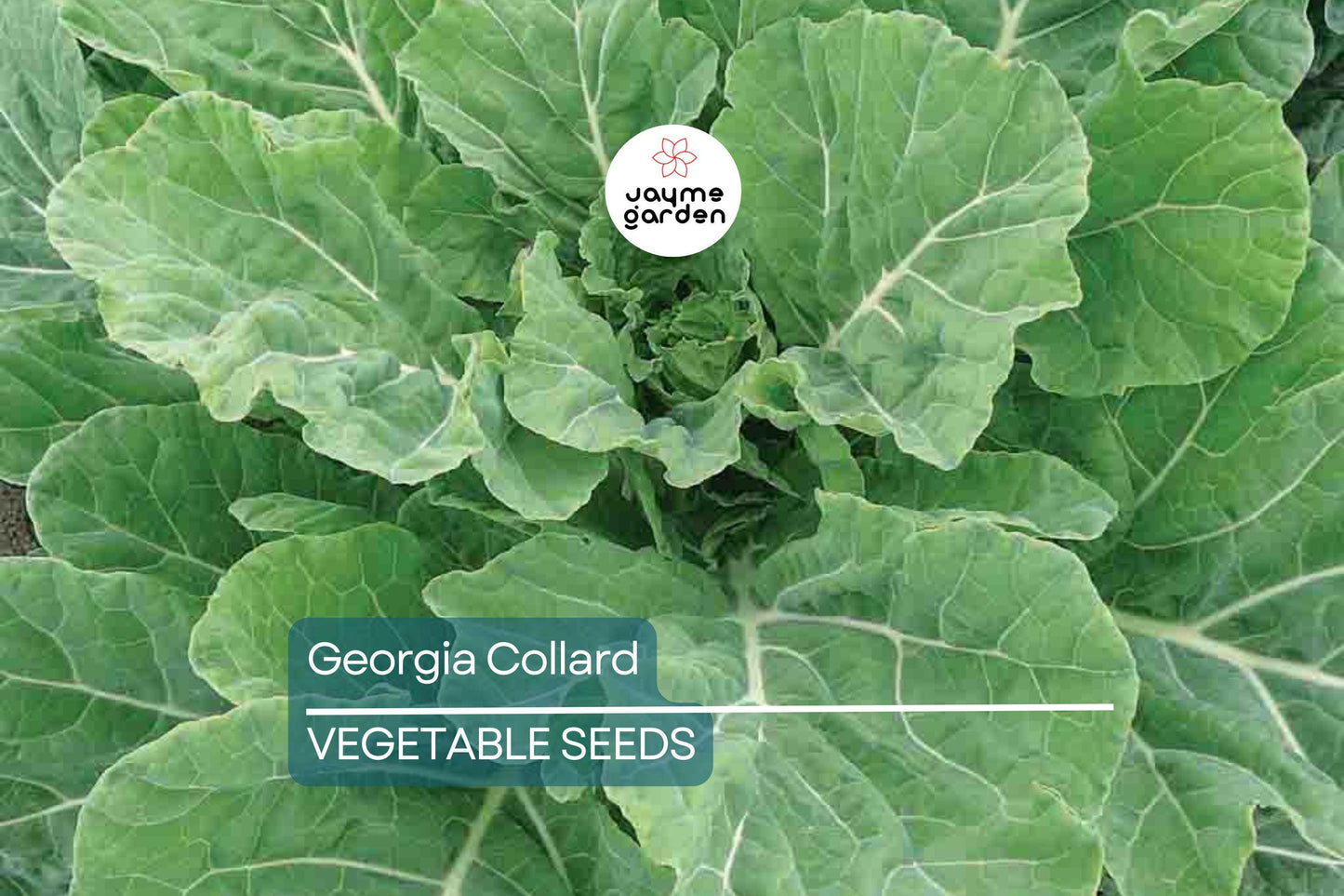 2,000 Georgia Collard Seeds – Heirloom, Non-GMO, Cold & Heat Tolerant, Free Shipping
