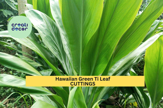 3 Green Ti Leaf Cuttings | Hawaiian Cordyline Fruticosa 6" Starter Logs | Tropical Patio Plant or Indoor Foliage Starter