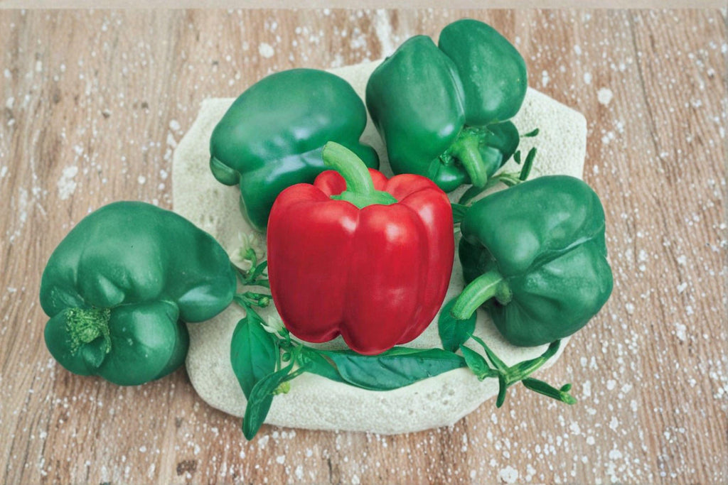 California Wonder 300 – Sweet Bell Pepper 30 Seeds | Classic Heirloom Bell Pepper | Large Blocky Fruits | Sweet & Productive