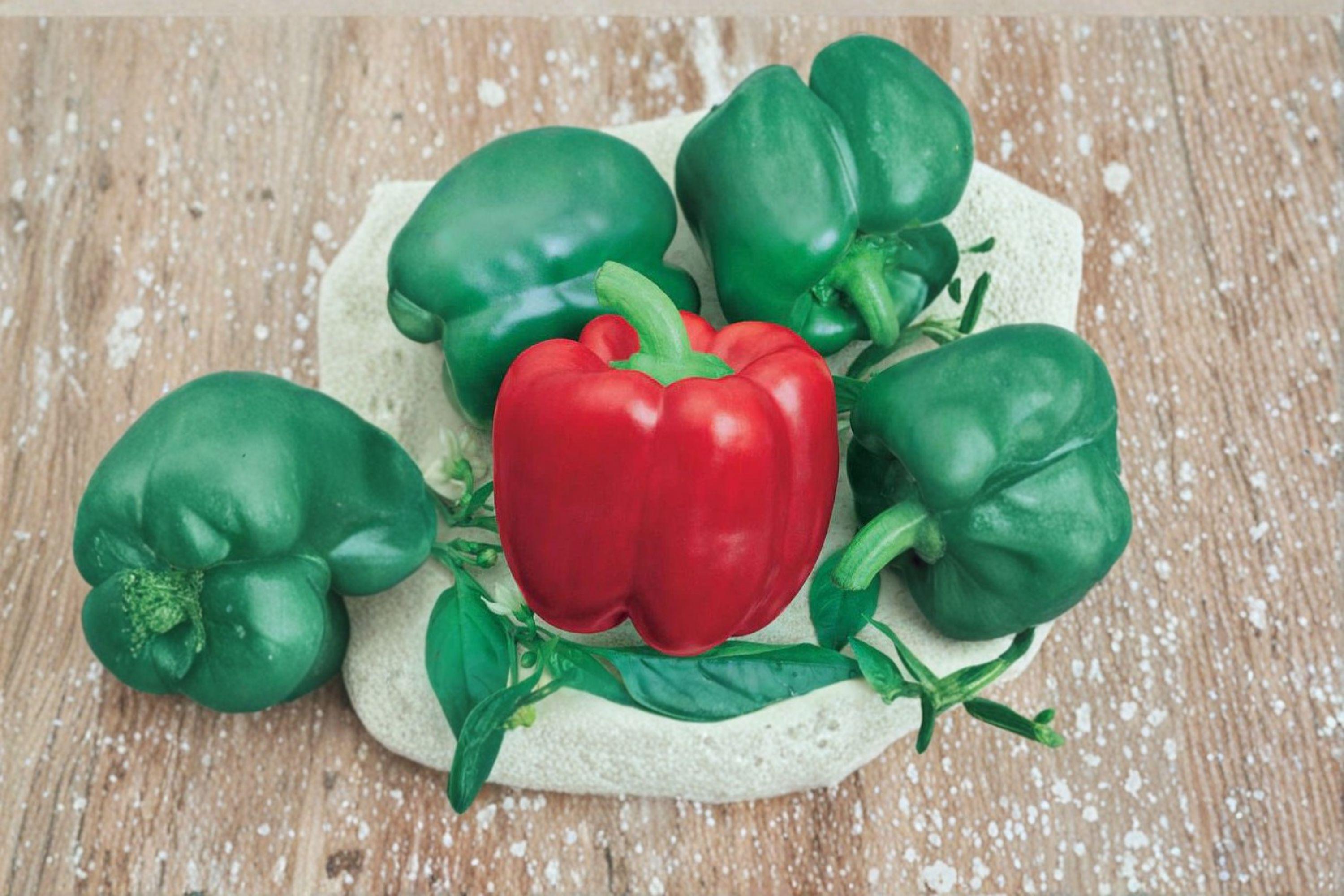 California Wonder 300 – Sweet Bell Pepper 30 Seeds | Classic Heirloom Bell Pepper | Large Blocky Fruits | Sweet & Productive