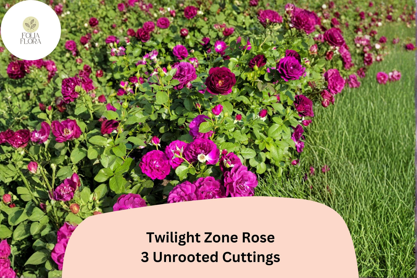 Twilight Zone Rose Cuttings – 3 Rare Purple Rose Cuttings for Rooting or Grafting