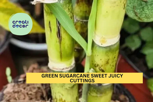 5 Green Sugarcane Cuttings | Fresh Sweet Juicy Stalks | Saccharum Officinarum Starter Plants | Ready to Grow | USA Seller