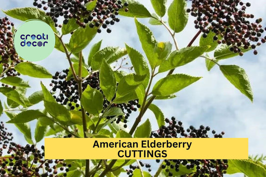 12 American Elderberry Cuttings – Unrooted Sambucus Adams/York Variety for Edible Gardens & Wildlife Habitat – USA