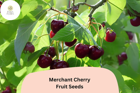 10+ Merchant Cherry Seeds – Sweet, Juicy, Early-Ripening Red Cherry Tree