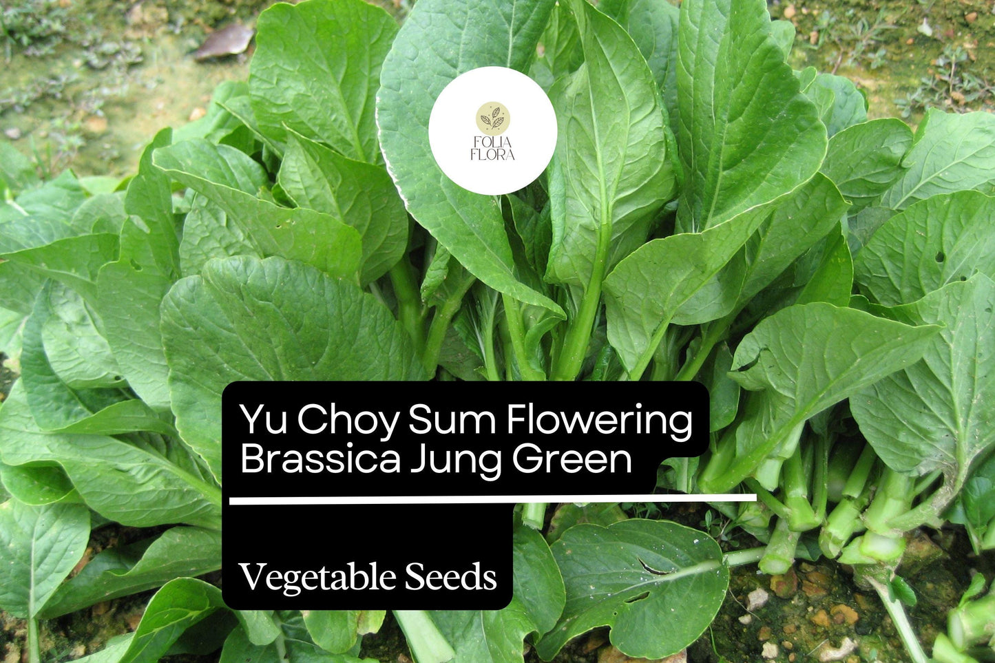 500mg Yu Choy Sum Seeds Brassica rapa Flowering Jung Green for Planting | Heirloom Asian Greens Tender Stalks & Yellow Flowers
