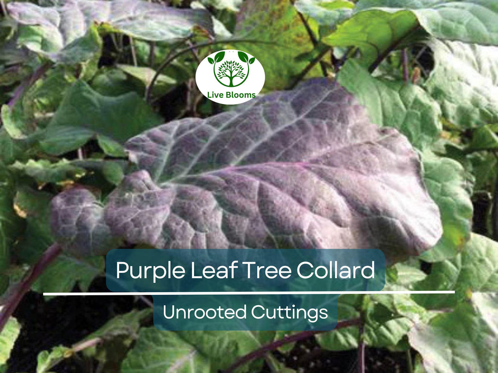 1 Purple Leaf Tree Collard Unrooted Cutting 6-8" | Brassica oleracea, Edible Plant, Healthy Stalk with 4 Leaf Nodes