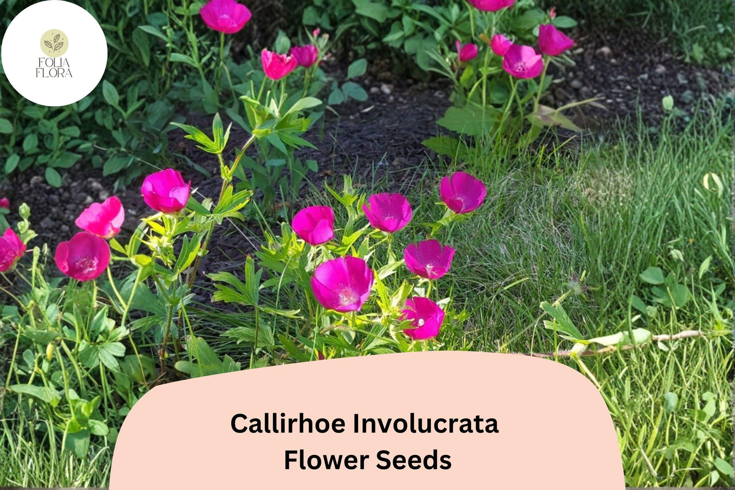 15 Callirhoe involucrata Seeds | Purple Poppy Mallow | Low-Growing Native Groundcover Wildflower