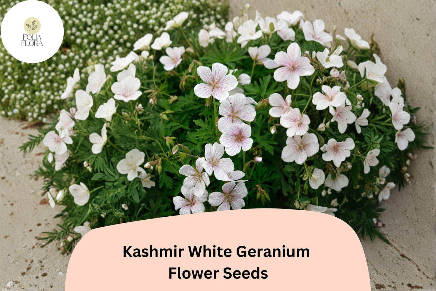 25+ Kashmir White Geranium Seeds for Garden Planting – Pure White Flowers, Hardy Perennial