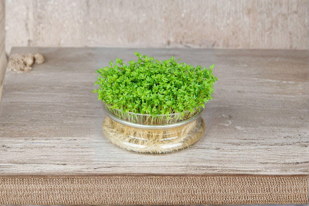 Cress – Curled / Pepper Cress / Garden Cress 800 Seeds | Fast-Growing Greens | Spicy Peppery Flavor | Perfect for Microgreens